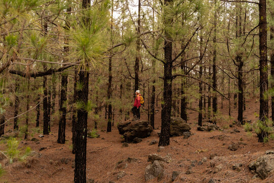 Hiker walking among pine trees in Volcan Chinyero forest Tenerife