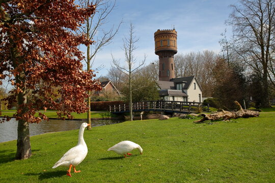 A water tower and historic houses viewed from a park in Woerden, Utrecht, Netherlands, with geese in the foreground