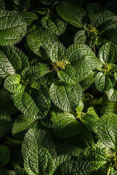 Close-up of green sage leaves Salvia officinalis with textured surface