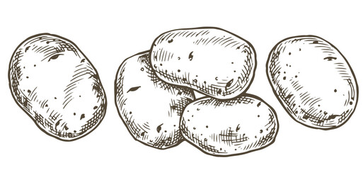 farm potato set. vector illustration in sketch style © Tatiana