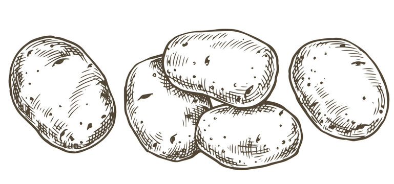 farm potato set. vector illustration in sketch style