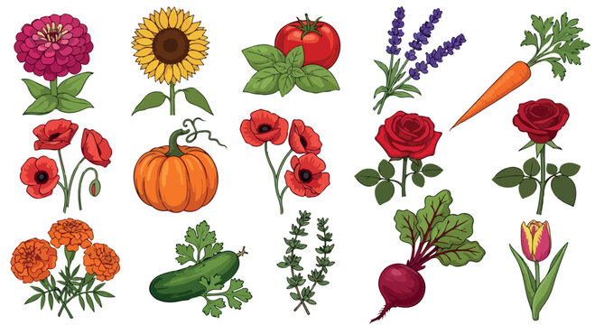 Garden flowers and vegetables vector set, 15 botanical illustrations of plants and crops, colorful floral and vegetable icons for gardening