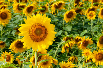Fototapeta premium Close-up of a bright sunflower head blooming in a lush field.