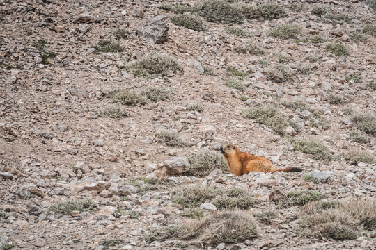 A long-tailed marmot in the wild searching for food in the highlands of the Tien Shan in the Pamirs in Tajikistan, a furry and plump mammal