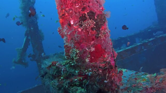 Sunken vessel structure overgrown with diverse marine life and colorful corals