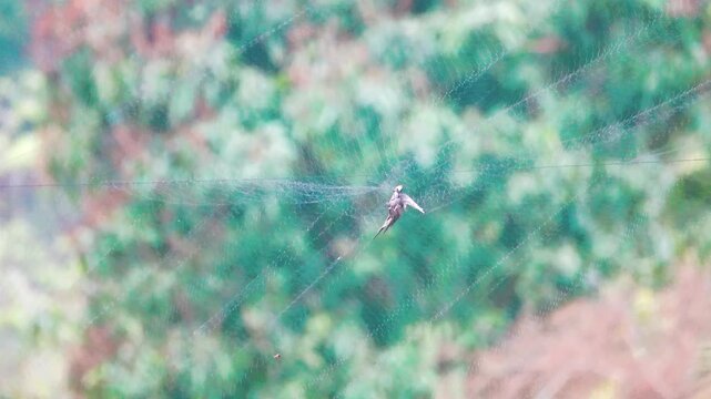 Farmers-fowlers often use mist nets to catch birds for food, and songbirds bulbul become entangled in the net. Vietnam