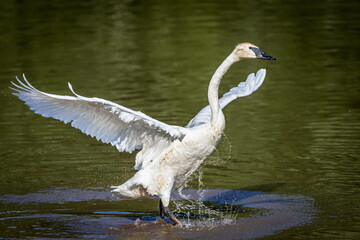 A majestic adult Trumpeter Swan (Cygnus buccinator) with its massive wings fully outstretched, displaying its brilliant white plumage while standing in shallow water. © Teresa