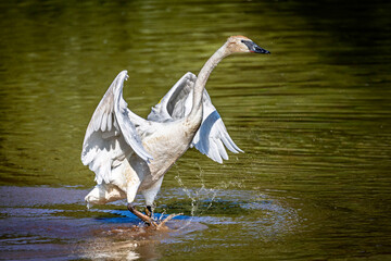 Majestic Trumpeter Swan spreading its wings and splashing water at LaSalle Park in Burlington, a popular wintering spot for these birds in Ontario. © Teresa
