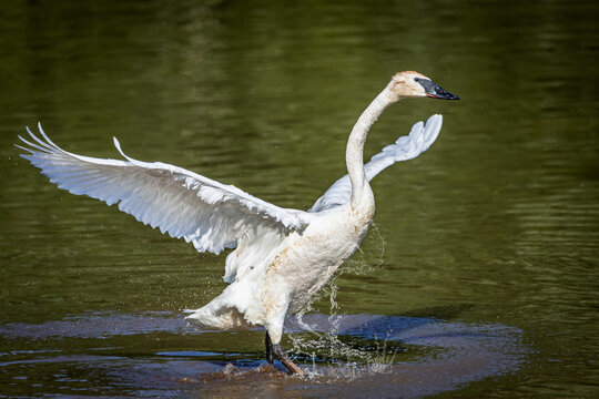 A majestic adult Trumpeter Swan (Cygnus buccinator) with its massive wings fully outstretched, displaying its brilliant white plumage while standing in shallow water.