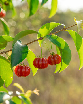 Dwarf Surinam Cherry on Tree (Eugenia pitanga)
