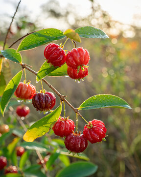 Dwarf Surinam Cherry on Tree (Eugenia pitanga)
