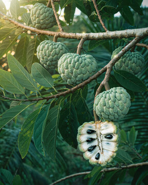 Sugar Apple (Annona squamosa) &ndash; On Tree.