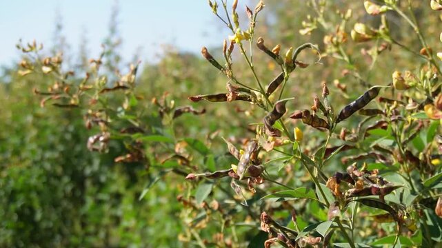 Healthy pigeon pea (arhar) crop in India during flowering and pod stage, showing green plants, flowers, and pods. Useful for understanding growth, crop health, and yield potential in real field condit