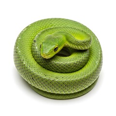 Fototapeta premium green snake on white background