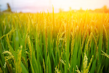 Fototapeta premium Lush green rice field in vietnam at sunset with golden light