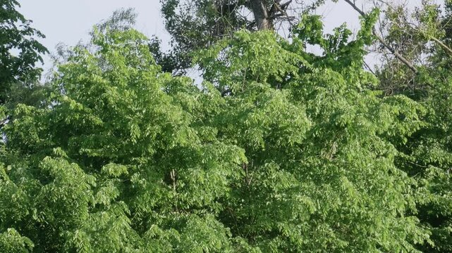 Southern Urals in summer: forest along the banks of the Yuryuzan mountain river.