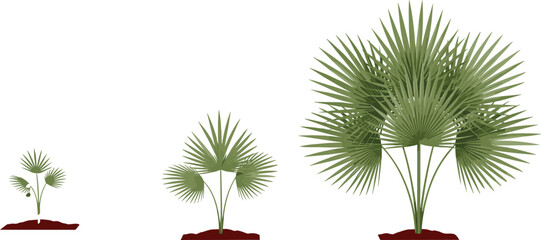 Vector illustration showing the growth stages of a saw palmetto palm plant from a small sprout to a mature shrub, isolated on white background. © Mdjuyel