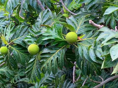 Breadfruit aka &lsquo;Ulu tree bearing fruit in the young stages. Hawaiian fruit tree. 