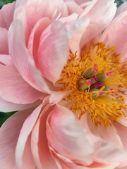 Fototapeta premium Pink Peony pistils stamens. Bud Flower Petals plant bush top view garden
