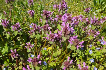 Obraz premium Images of wildflowers. Photographs of medicinal plants.