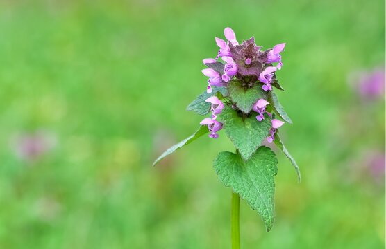 Images of wildflowers. Photographs of medicinal plants.