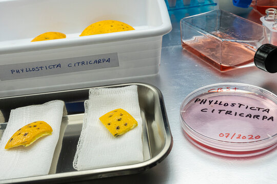 Samples of a tiny fungus in oranges called Phyllosticta citricarpa or black spot, it is a pest especially present in South Africa, petri dish contains