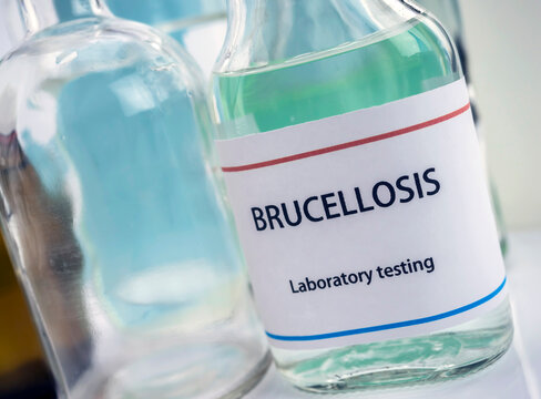 Test brucellosis in laboratory, conceptual image, composition horizontal