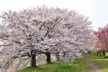 Naklejka premium 桂の背割の桜