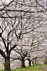 Fototapeta premium 桂の背割の桜