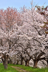 Naklejka premium 桂の背割の桜