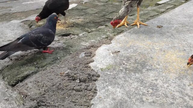 Chickens  and dove roaming  freely in a ryard, capturing authentic countryside life 