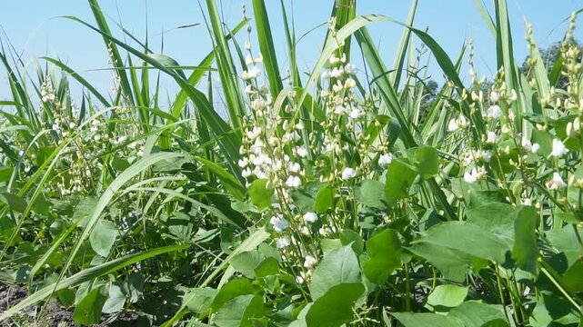 The flowering stage of Hyacinth Bean (Papdi) with healthy plants. It explains irrigation, fertilizer, and pest control for better pod formation and higher yield.