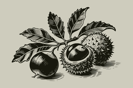 Chestnuts and leaves shown in engraving style on neutral background, concept of autumn harvest and nature season