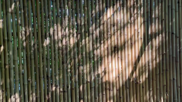 Bamboo fence background with natural sunlight and tree shadows