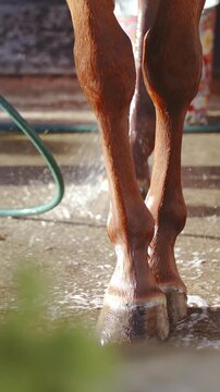 Horse legs cross standing like a model while being washed