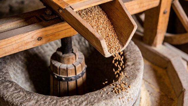 Growing grain and milling wheat to make bread in a traditional setting