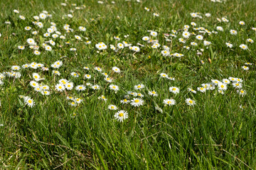 English common daisies Bellis perennis blooming in thick green grass on a sunny spring meadow. © Zarina Lukash