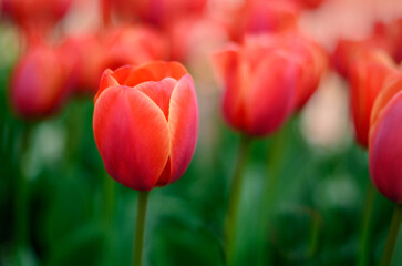 Fototapeta premium Close-up of vibrant red tulips (Tulipa) bathed in soft spring light.