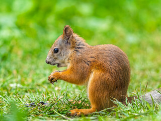 Fototapeta premium Squirrel eats a nut while sitting in green grass. Eurasian red squirrel, Sciurus vulgaris