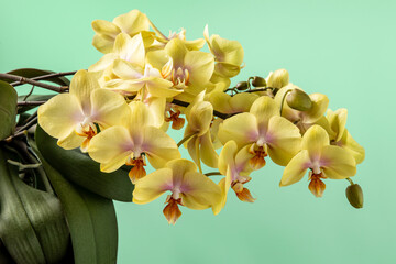 Blooming yellow Phalaenopsis orchid with many flower shoots (spikes) on a light green background. © Fotema