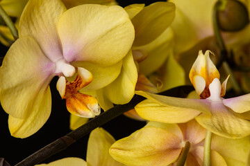 Close-up of yellow Phalaenopsis orchid flowers. © Fotema