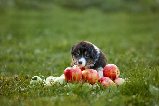 Playful Aussie puppy with blue eyes explores pile of red and green apples on grass. Autumn orchard vibe, fresh produce, pet curiosity, harvest theme, farm life, family-friendly stock for stock usages 