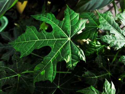 Close-up of fresh green Chaya leaves (Cnidoscolus aconitifolius) with prominent vein details in the garden.