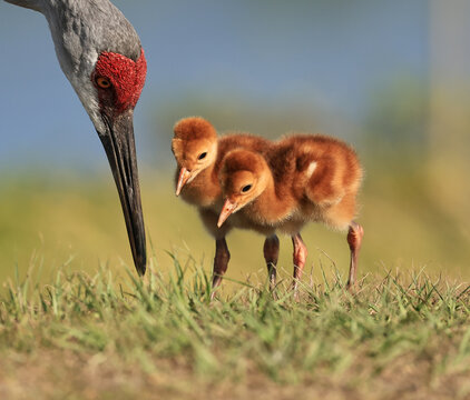 Florida Sandhill Crane Family Foraging Chicks Colts Mom Dad Teaching