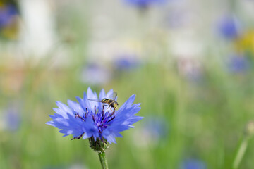 Obraz premium Cornflower vibrant blue wildflower with a Hoverfly