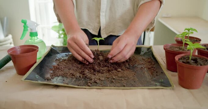 Non-binary gardener replanting seedling after noticing root bound, loosening roots on tray at table