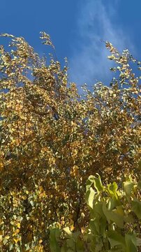 &Aacute;rbol Abedul movido por el viento video vertical 4K
