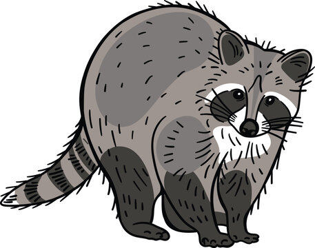 Raccoon illustration in vector