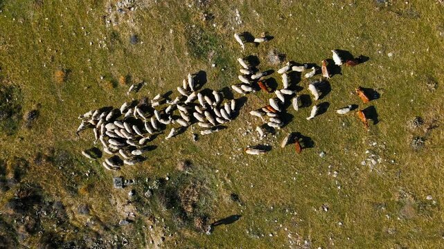Sheep gathered on dry earth