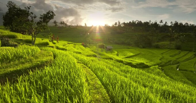 Amazing Jatiluwih rice terraces on Bali island, lush green agriculture field patterns under glowing sunset sun rays, tropical nature and traditional farming. Natural background. Low angle drone flight